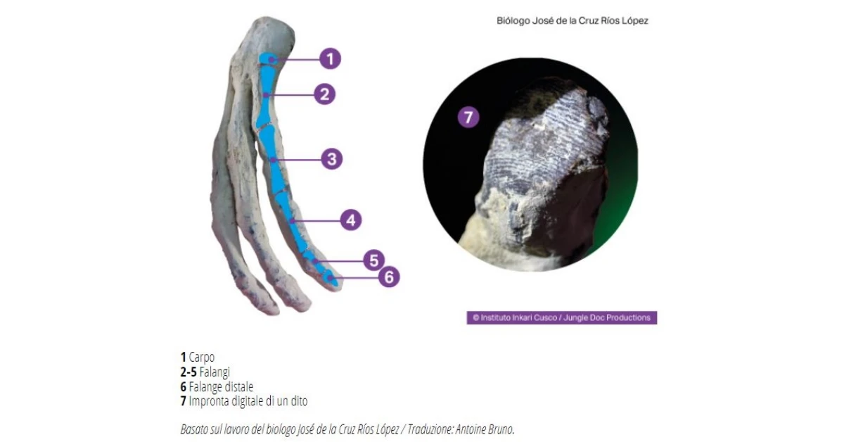 La mano di Jamin Palpanensis